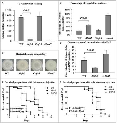 BfvR, an AraC-Family Regulator, Controls Biofilm Formation and pH6 Antigen Production in Opposite Ways in Yersinia pestis Biovar Microtus
